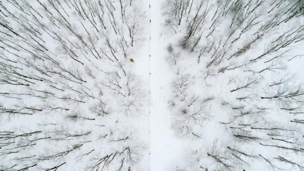 冬の木の空中飛行 — ストック動画