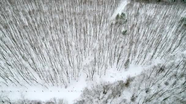 Flug Aus Der Luft Über Winterbäume — Stockvideo