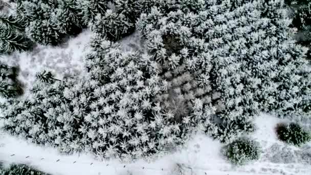 Aerial Flygning Över Vinter Träd — Stockvideo