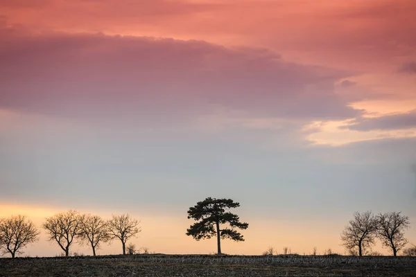 Bomen met zonsondergang — Stockfoto