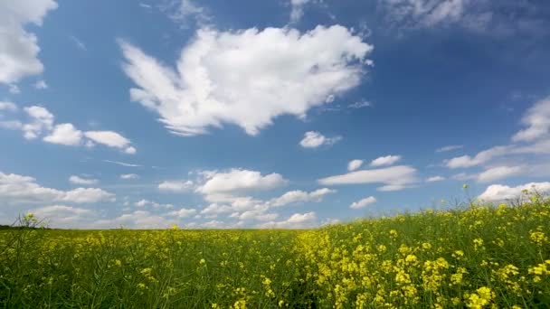 Rapsåker Med Mulen Himmel — Stockvideo