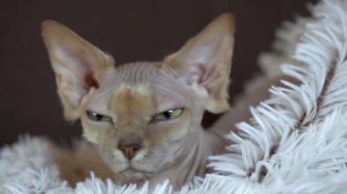 Uykulu Kanada Sphynx kedi rahatlatıcı