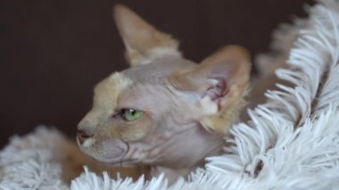 Uykulu Kanada Sphynx kedi rahatlatıcı
