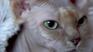 Uykulu Kanada Sphynx kedi rahatlatıcı