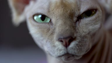 Uykulu Kanada Sphynx kedi rahatlatıcı
