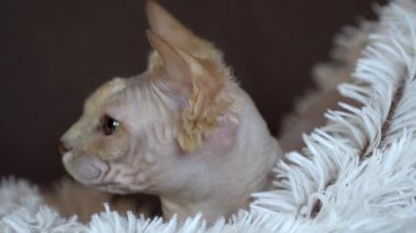 Uykulu Kanada Sphynx kedi rahatlatıcı