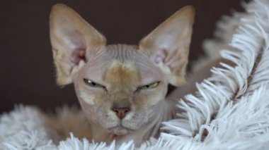 Uykulu Kanada Sphynx kedi rahatlatıcı