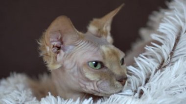 Uykulu Kanada Sphynx kedi rahatlatıcı