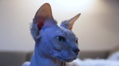 Uykulu Kanada Sphynx kedi rahatlatıcı