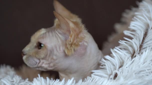 Senny Canadian Sphynx Cat Relaksujący — Wideo stockowe