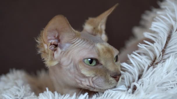 Sleepy Canadian Sphynx Cat Relaxing — Stock Video