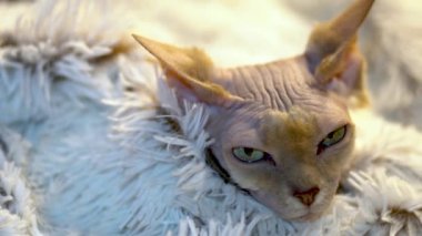 Uykulu Kanada Sphynx kedi rahatlatıcı