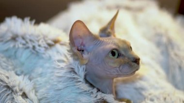 Uykulu Kanada Sphynx kedi rahatlatıcı