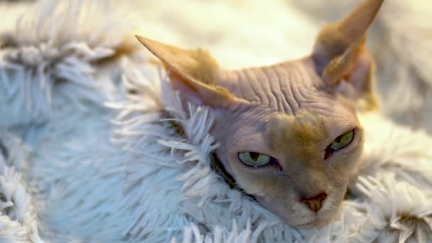 Сонная Канадская Кошка Сфинкс Расслабляется — стоковое видео