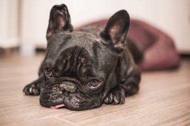 Fransız bulldog uyku