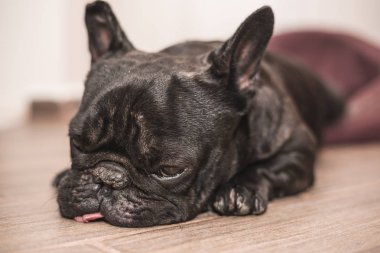 Fransız bulldog uyku