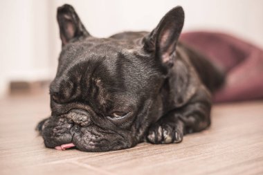Fransız bulldog uyku