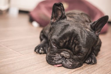 Fransız bulldog uyku