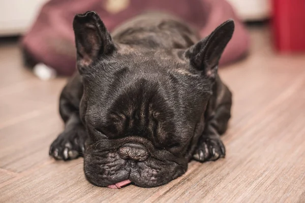 French bulldog sleeping — Stock Photo, Image