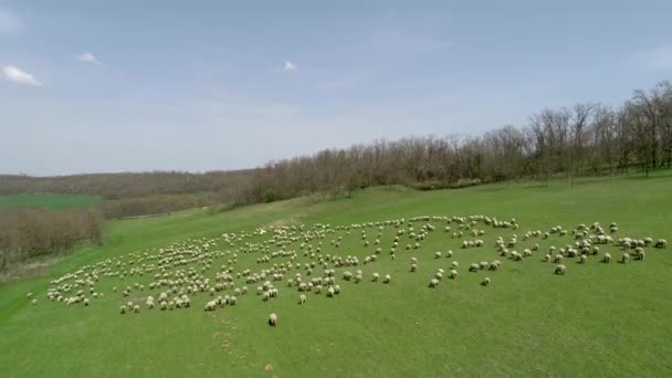 Vista Aérea Una Granja Con Ovejas — Vídeo de stock