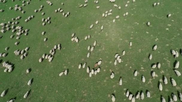 Αεροφωτογραφία Του Μια Φάρμα Πρόβατα — Αρχείο Βίντεο