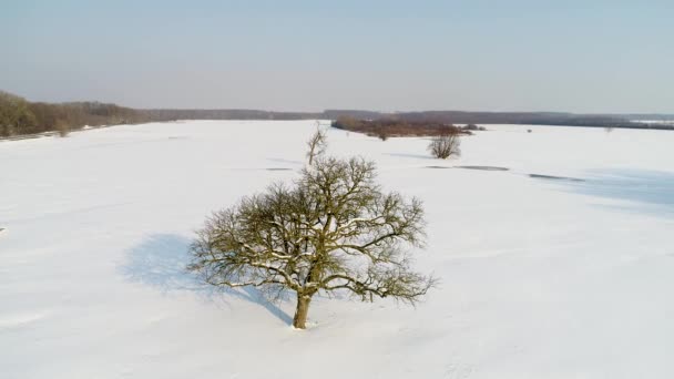 ツリーと空中ビデオ 雪に覆われた風景 — ストック動画