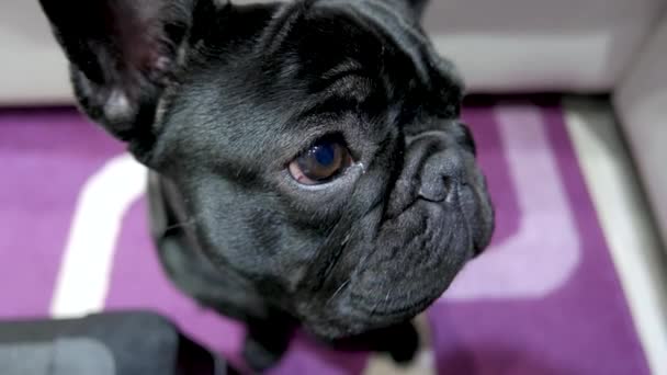 Leuke Grappige Puppy Franse Bulldog — Stockvideo