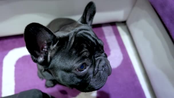 Bonito Engraçado Filhote Cachorro Francês Bulldog — Vídeo de Stock