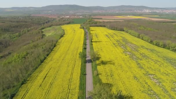 Colorida Cosecha Primavera Amarilla Canola Con Carretera — Vídeos de Stock