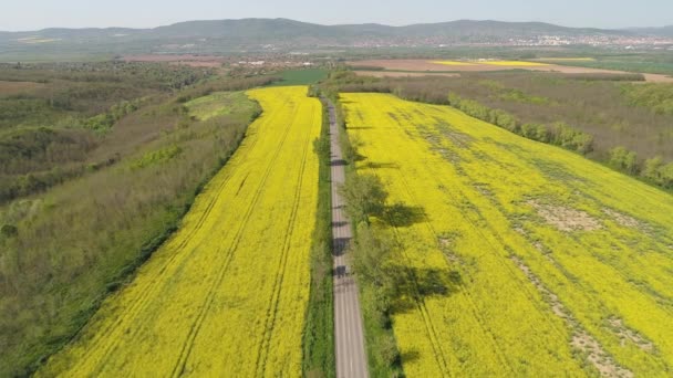 Colorido Colheita Primavera Amarela Canola Com Estrada — Vídeo de Stock