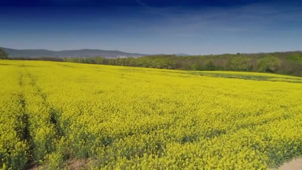 Aerial Video Med Gul Blomma Fältet — Stockvideo