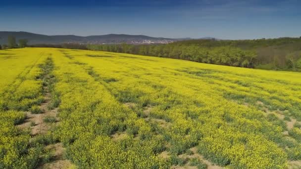 Aerial Video Yellow Flower Field — Stock Video