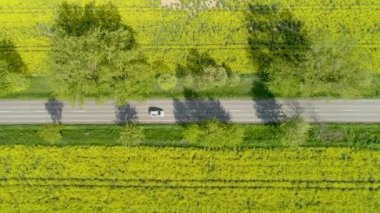 Kanola yol ile renkli sarı bahar ürün