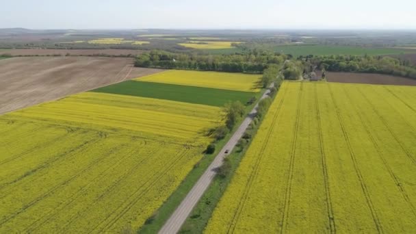 Barevné Žluté Jarní Úrody Řepky Silnicí — Stock video