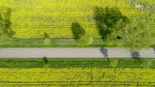 Kanola Yol Ile Renkli Sarı Bahar Ürün — Stok video