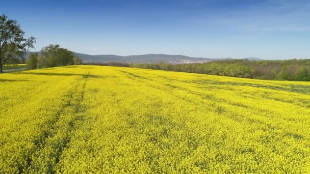 vidéo aérienne avec champ de fleurs jaunes 