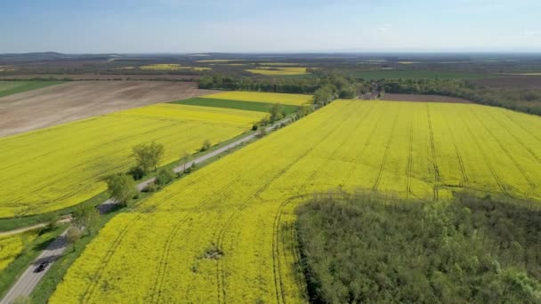 Letecké Video Polem Žlutý Květ — Stock video