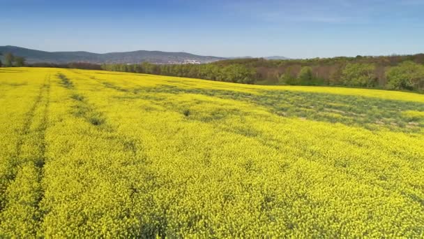 Aerial Video Wity Yellow Rape Field — Stock Video