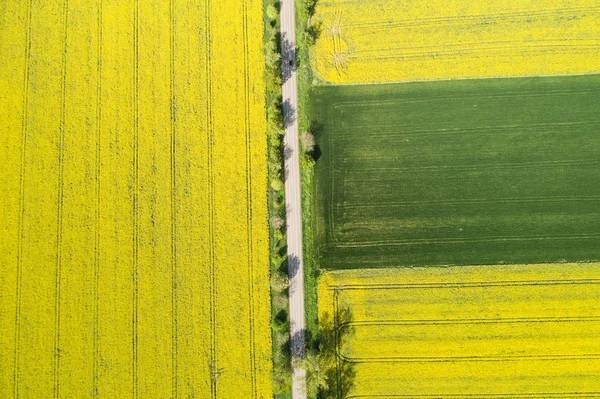 Colorful Wiosna żółty Uprawa rzepaku — Zdjęcie stockowe