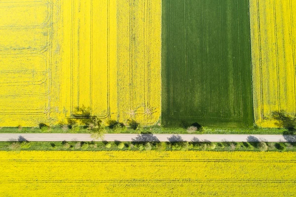 Колоритный жёлтый весенний урожай канолы — стоковое фото