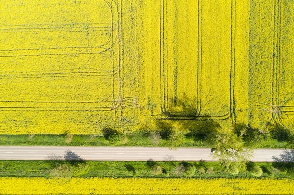 Bunte gelbe Frühjahrsernte von Raps — Stockfoto