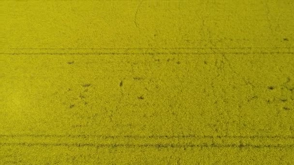 Aerial Video Canola Field — Stock Video