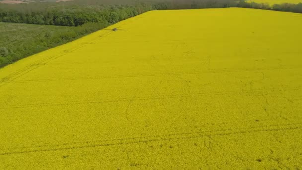 Luchtfoto Video Met Canola Veld — Stockvideo