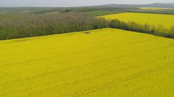 Vídeo Aéreo Com Campo Canola — Vídeo de Stock