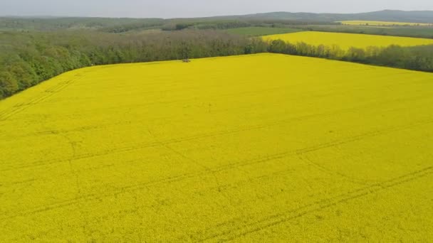 Vídeo Aéreo Con Campo Canola — Vídeos de Stock