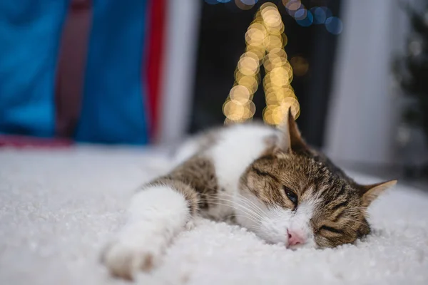 Cat with christmas bokeh lights — Stock Photo, Image