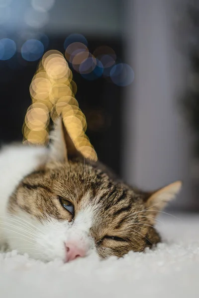 Kot z bożonarodzeniowym bokeh światła — Zdjęcie stockowe