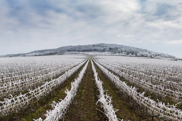 Beautiful Winter frosty vineyard landscape — Stock Photo, Image