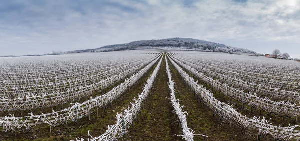 Hermoso invierno helado viñedo paisaje — Foto de Stock