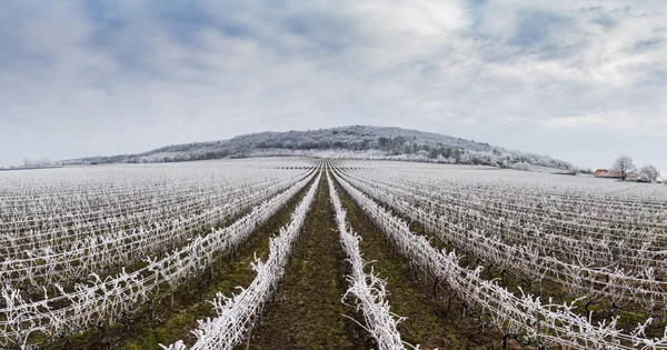 Beautiful Winter frosty vineyard landscape — Stock Photo, Image